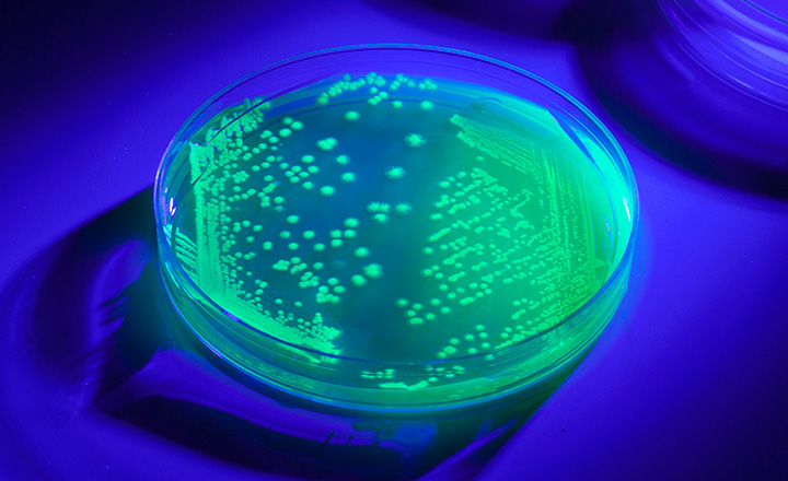 Expression Vectors Market by Types (Mammalian Expression Vectors, Bacterial Expression Vectors, Yeast Expression Vectors, Others), by Application (Industrial, Therapeutic, Research Application), by End-use (Academic & Research Institutes, Pharmaceutical & Biotechnology Companies, CROs & CMOs, Others) – Global Outlook & Forecast 2022-2030