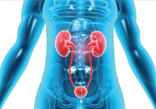 Overactive Bladder Market By Disease Type (Idiopathic Overactive Bladder and Neurogenic Overactive Bladder), By Type (Diagnosis and Treatment) - Global Outlook & Forecast 2022-2030