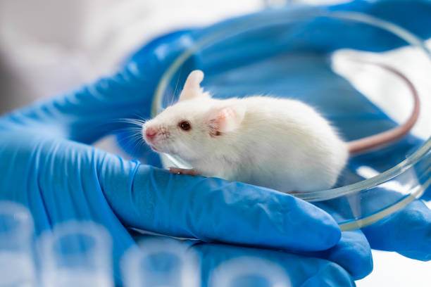 Humanized Mice Model Market by Model Type (Cell-Based Humanized Mice Model, Genetic Humanized Mice Model), Application (Oncology, GvHD), End-user (Pharmaceutical and Biotechnology Companies, Academic & Research Institutes) - Global Outlook & Forecast 2023-2031