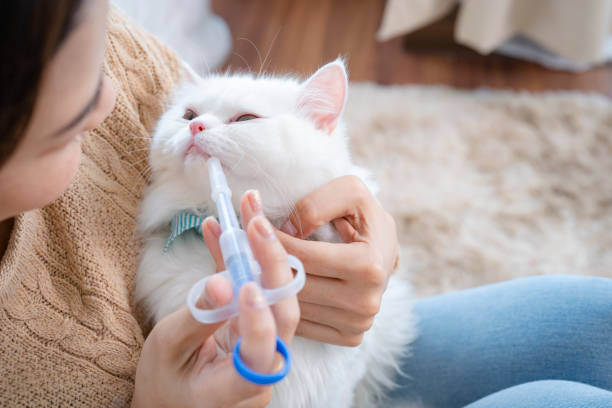 Companion Animal Drugs Market by Product (Antibiotics, Anti-inflammatory, Parasiticides), Distribution Channel (Veterinary Hospitals & Clinics, Veterinary Pharmacies) – Global Outlook & Forecast 2023-2031