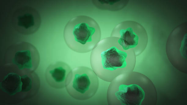 Lymphoproliferative Disorder Treatment Market by Type (Medication, Chemotherapy, Bone Marrow Transplant) – Global Outlook & Forecast 2023-2031